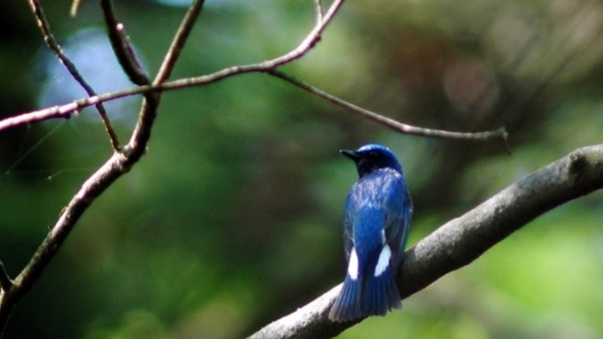 ☆《体験》野鳥観察・参拝・登山・星空観察など自由な旅をお楽しみ下さい（２食付）【便利な特典付】